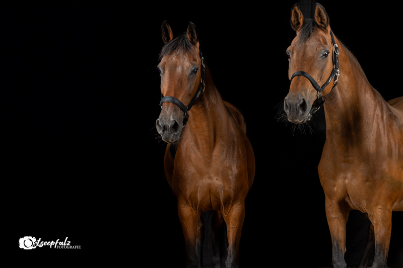 Familie Jensen Studio